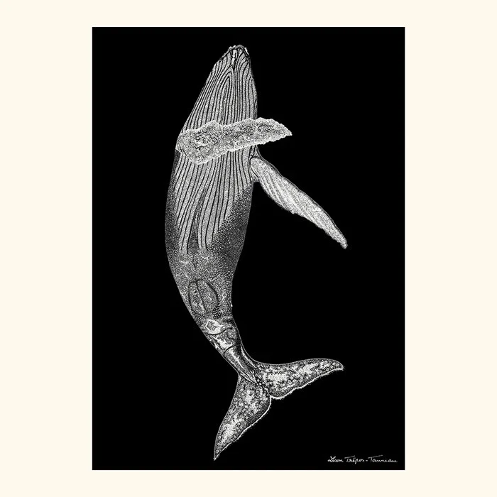 Baleine de Lison Trépos-Tanneau Prix Cassé