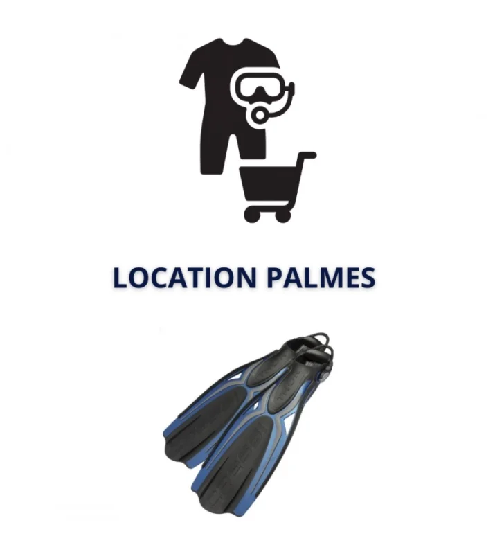 Location Palmes Usine Directe